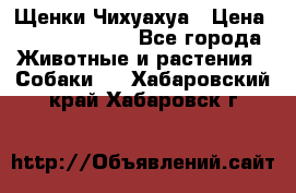 Щенки Чихуахуа › Цена ­ 12000-15000 - Все города Животные и растения » Собаки   . Хабаровский край,Хабаровск г.